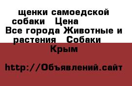 щенки самоедской собаки › Цена ­ 25 000 - Все города Животные и растения » Собаки   . Крым